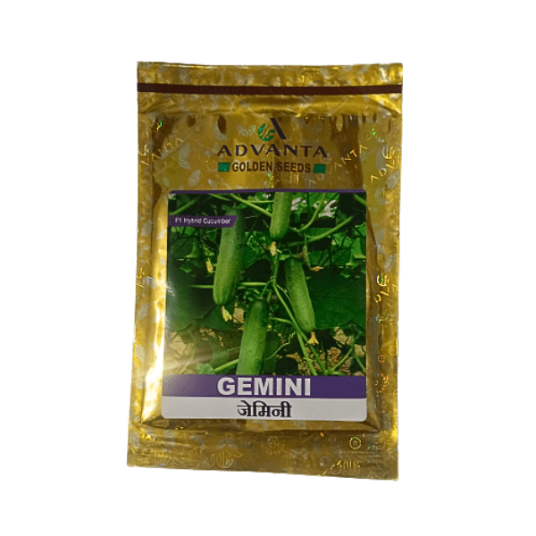 121.png Advanta Golden Gemini F1 Hybrid Cucumber Vegetable Seeds - Image 1