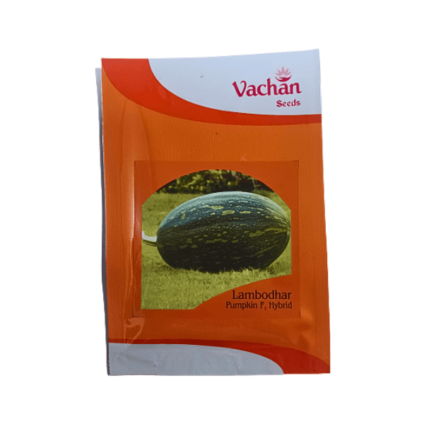 131.png Vachan Lambodhar F1 Hybrid Pumpkin Seeds plant - Image 1