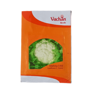 Vachan Vishnu 159 F1 Hybrid Cauliflower Vegetable Seeds